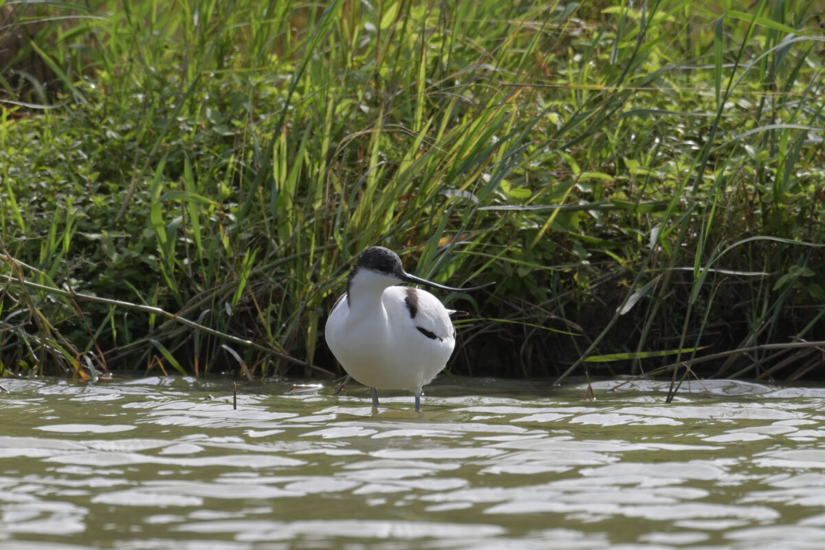 ソリハシセイタカシギ
西表島
ミダラの田んぼ