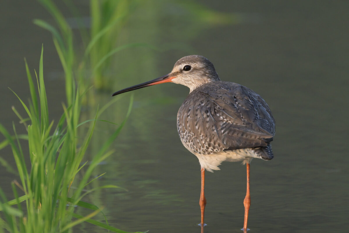 ツルシギ
ミダラの田んぼ
西表島