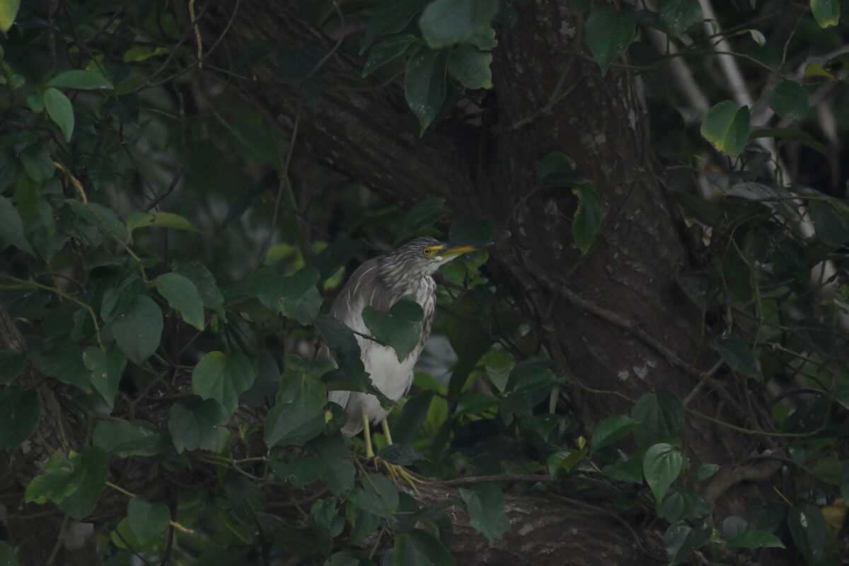 アカガシラサギ
ミダラの田んぼ
西表島