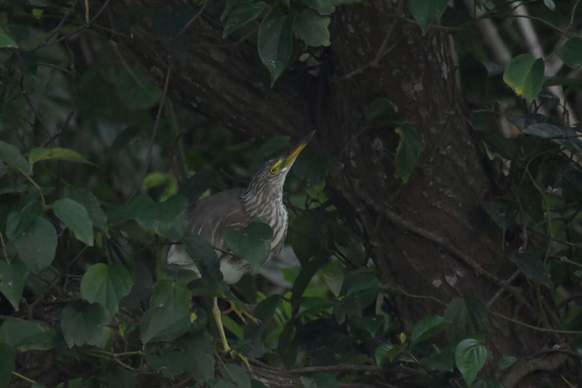 アカガシラサギ
ミダラの田んぼ
西表島