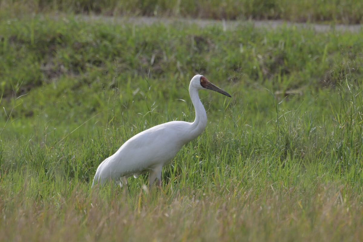 ソデグロヅル
西表島
ミダラの田んぼ
