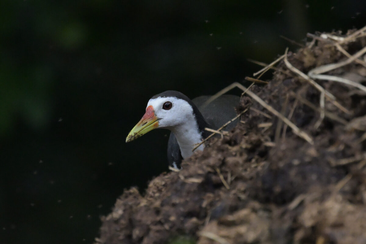 シロハラクイナ
フカンタ
西表島