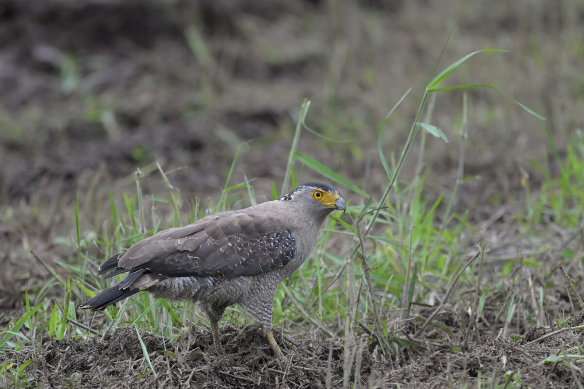 カンムリワシ
カンムリワシ雄
カンムリワシ♂
フカンタ
西表島