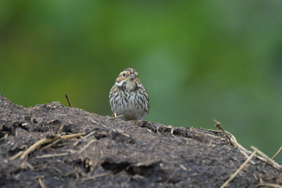 コホオアカ
フカンタ
西表島