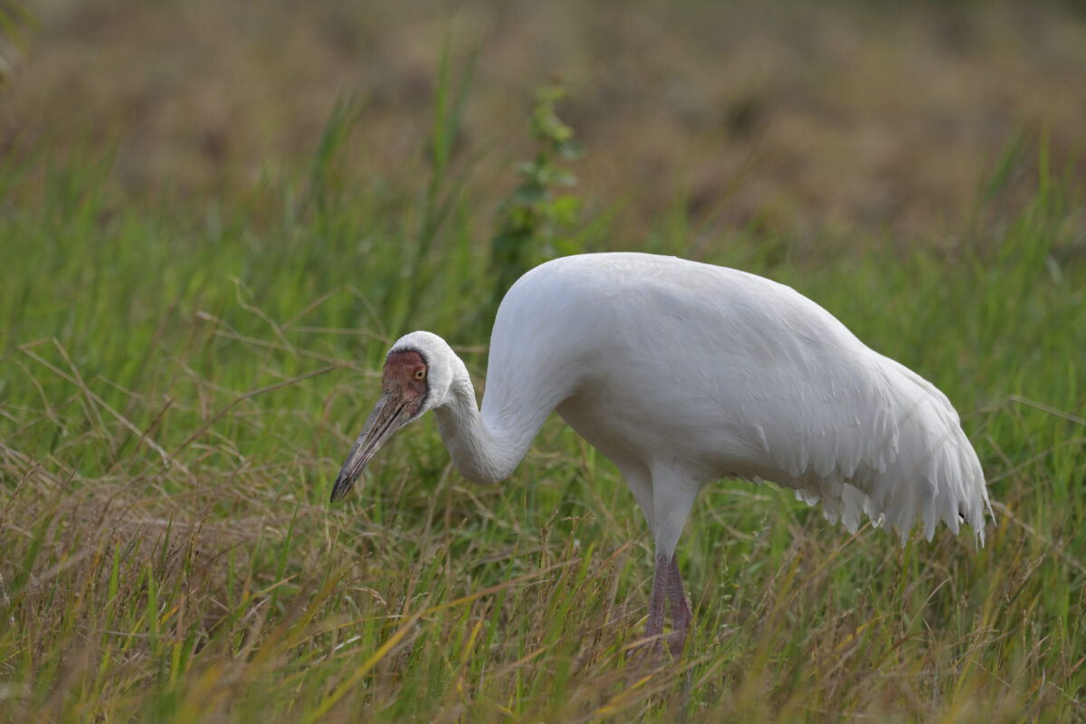 ソデグロヅル
西表島
ミダラの田んぼ