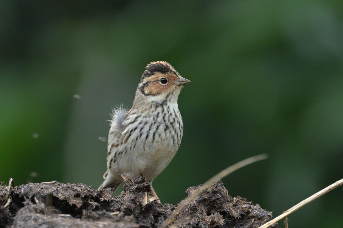 コホオアカ
フカンタ
西表島