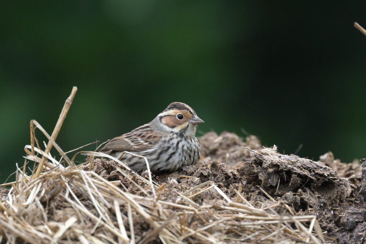 コホオアカ
フカンタ
西表島