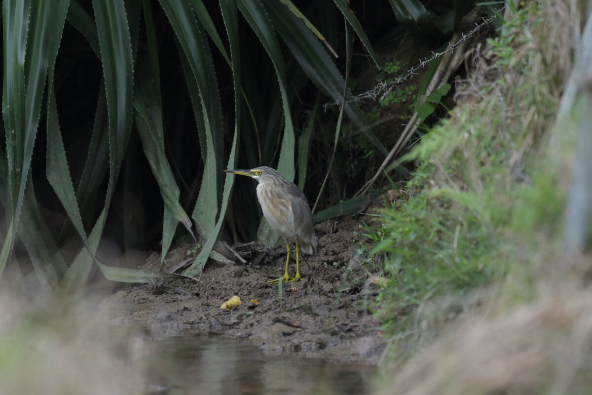 ジャワアカガシラサギ
西表島
フカンタ