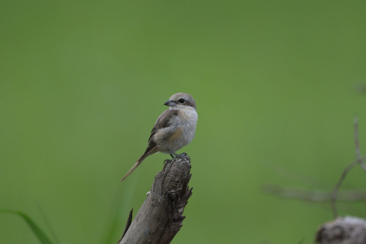 シマアカモズ
フカンタ
西表島