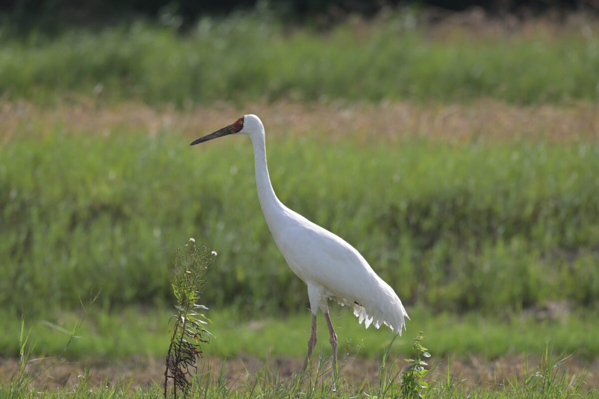 ソデグロヅル
西表島
ミダラの田んぼ