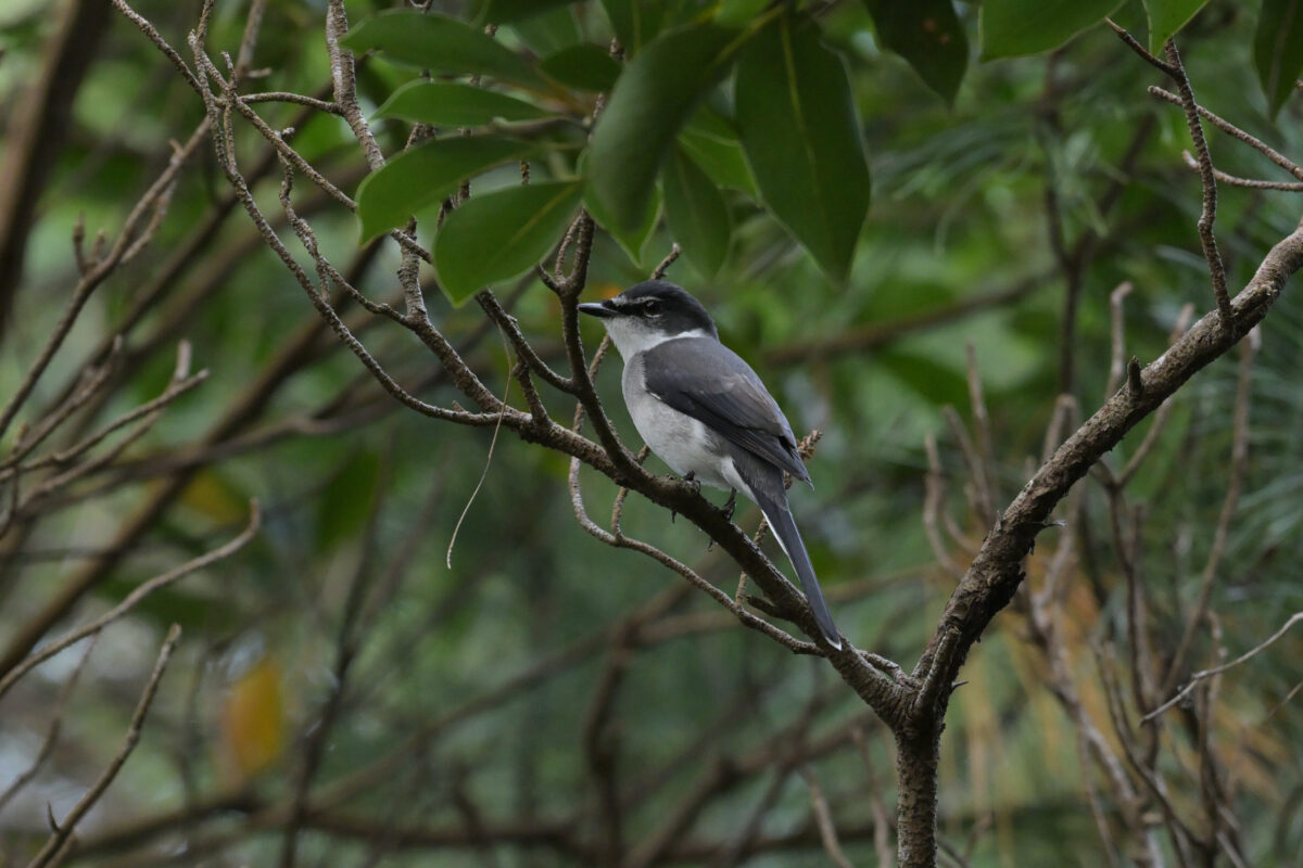 リュウキュウサンショウクイ
西表島
住吉神社