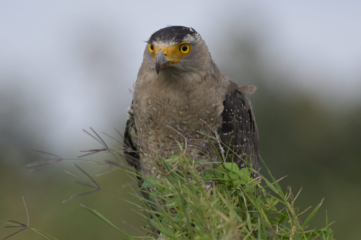 カンムリワシ
西表島
住吉牧場