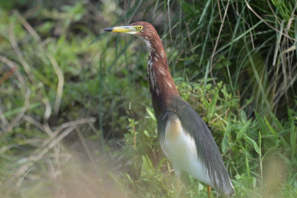 アカガシラサギ
西表島
ミダラの田んぼ