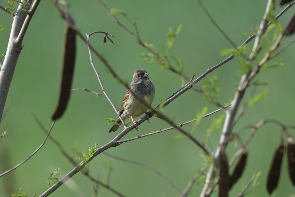 シベリアアオジ
シベリアアオジ雄若鳥
シベリアアオジ♂
シベリアアオジ♂未成鳥
西表島
フカンタ