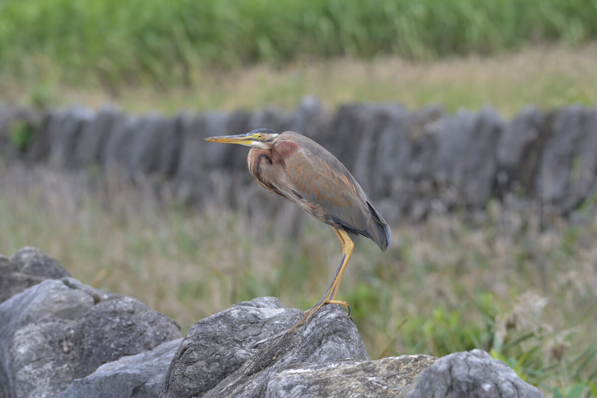 ムラサキサギ
ムラサキサギ幼鳥
ムラサキサギ若鳥
ムラサキサギ換羽中
西表島
オオホラダ
