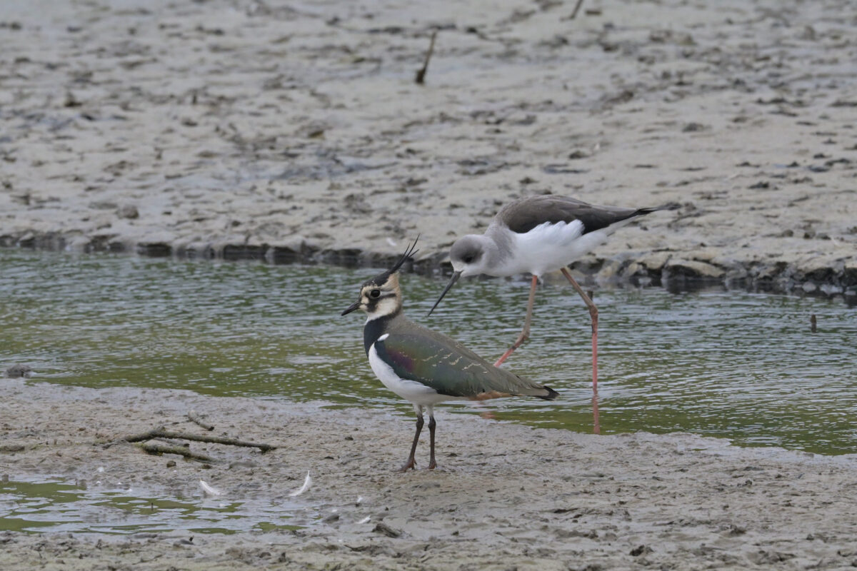 タゲリ
セイタカシギ
西表島
オオホラダ
