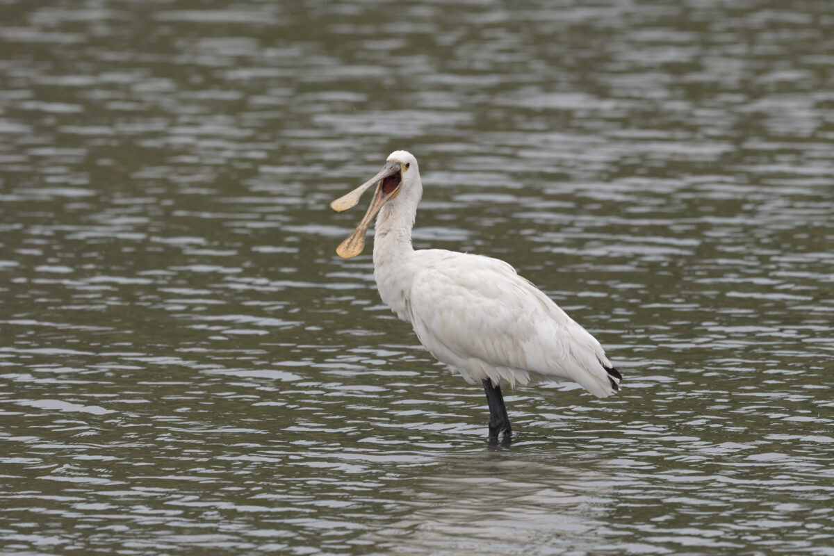 ヘラサギ
西表島
オオホラダ