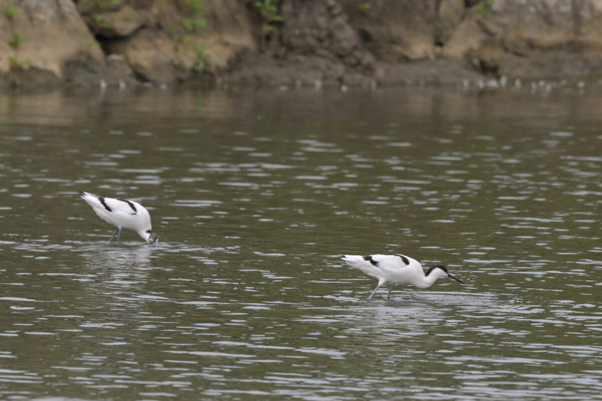 ソリハシセイタカシギ
ソリハシセイタカシギ2羽
ソリハシセイタカシギペア
西表島
オオホラダ