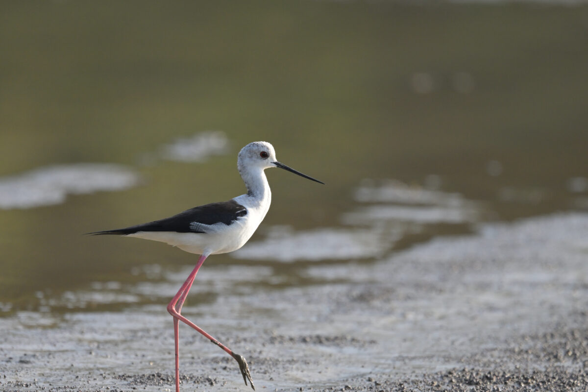 セイタカシギ
西表島
ミダラの田んぼ