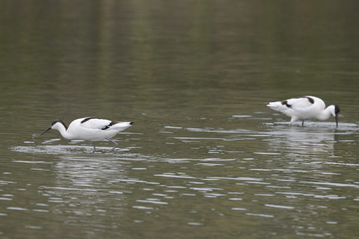 ソリハシセイタカシギ
ソリハシセイタカシギ2羽
ソリハシセイタカシギペア
西表島
オオホラダ