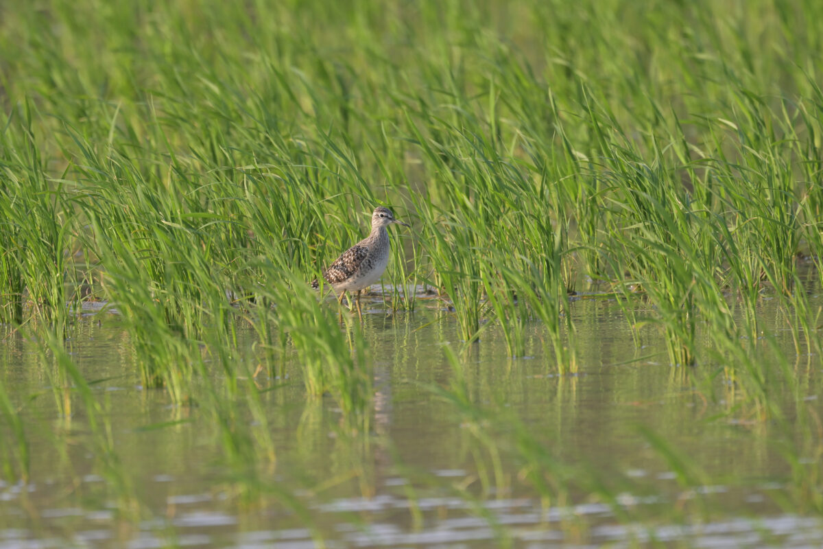 タカブシギ
西表島
ミダラの田んぼ