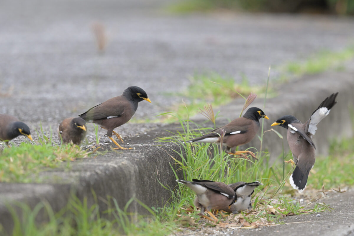 インドハッカ
インドハッカの群れ
西表島
豊原