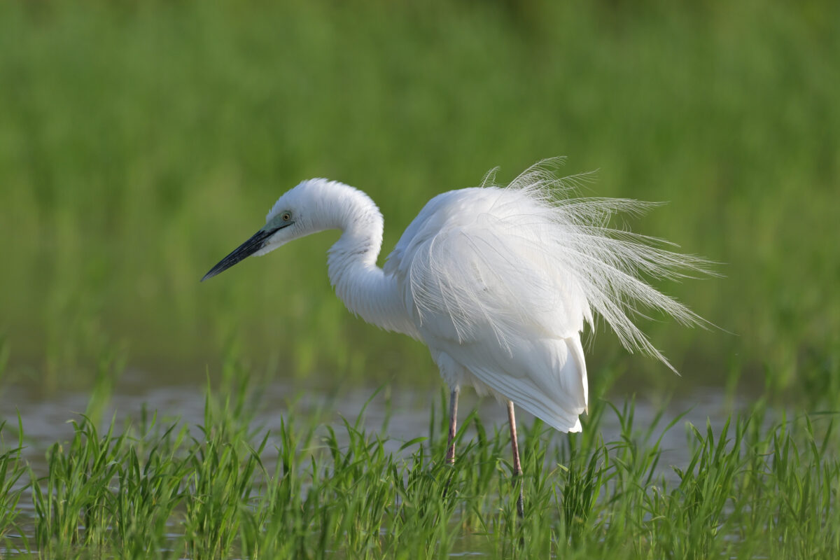 ダイサギ
チュウダイサギ
西表島
ミダラの田んぼ