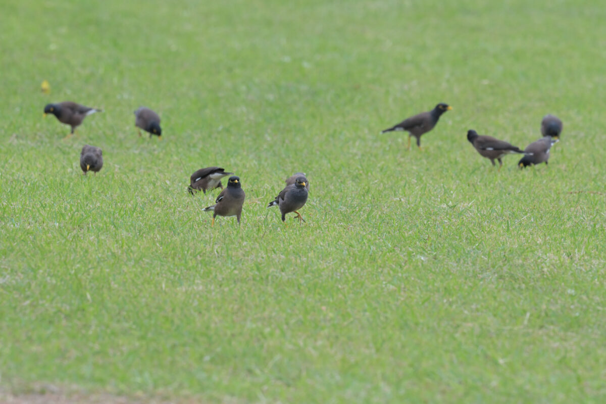 インドハッカ
インドハッカの群れ
西表島
豊原