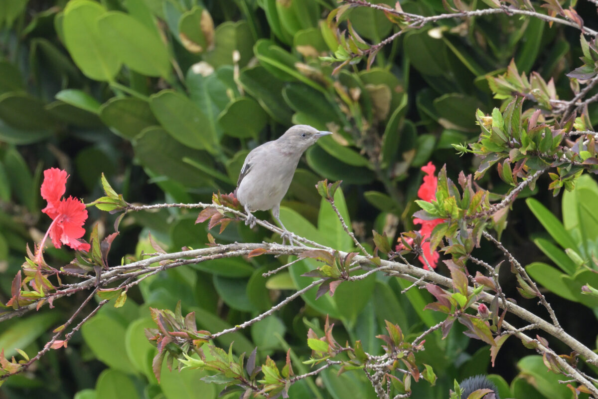 カラムクドリ
ハイビスカスとカラムクドリ
西表島
豊原