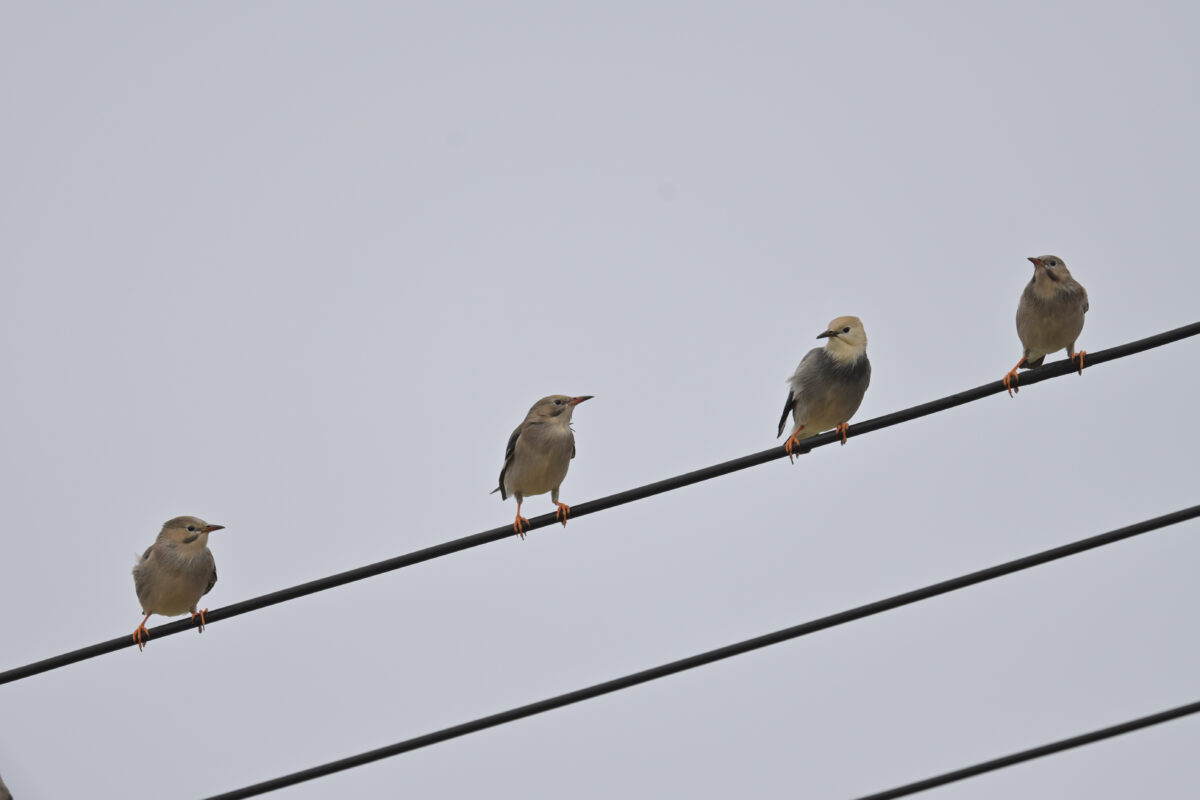 ギンムクドリ
ギンムクドリの群れ
西表島
豊原

