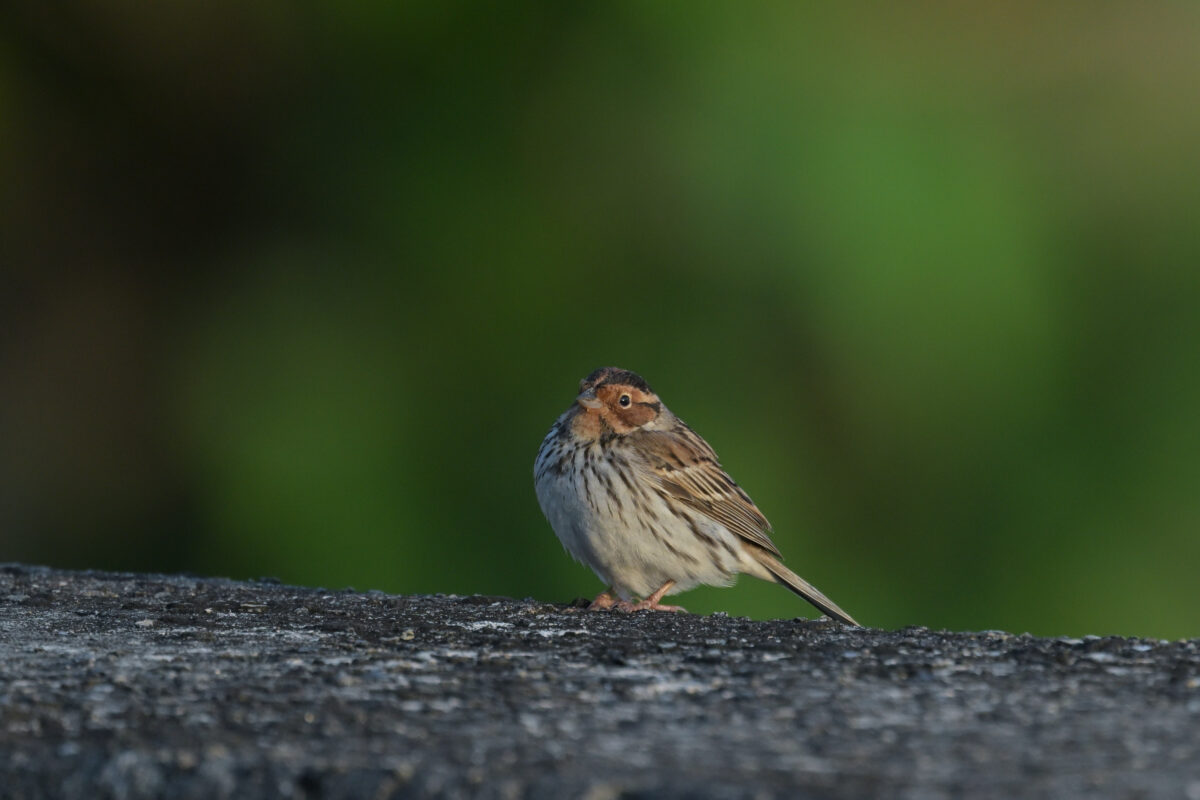 コホオアカ
西表島
白浜集落