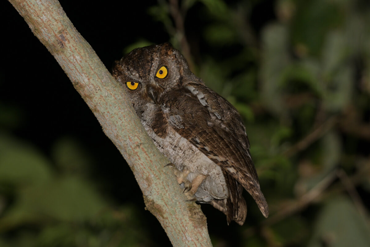 リュウキュウコノハズク
西表島
リサイクルセンター