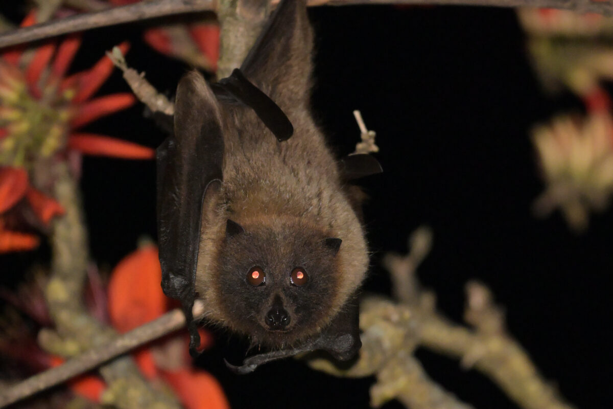 ヤエヤマオオコウモリ
浦内川
西表島
