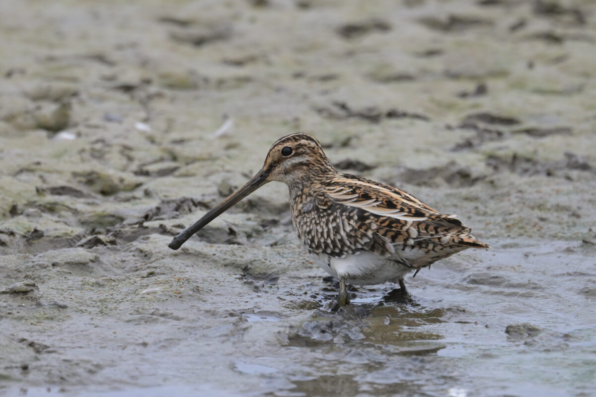 タシギ
西表島
オオホラダ