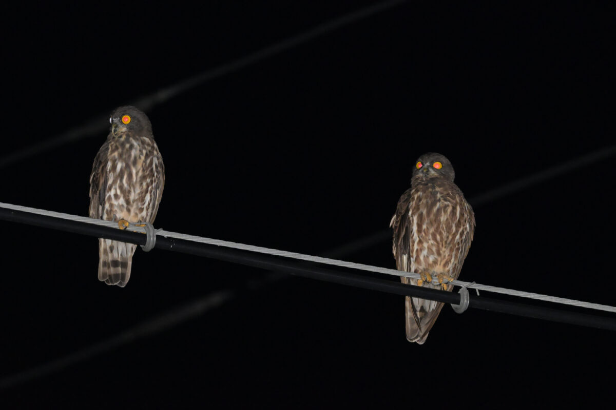 リュウキュウアオバズク
西表島
浦内集落