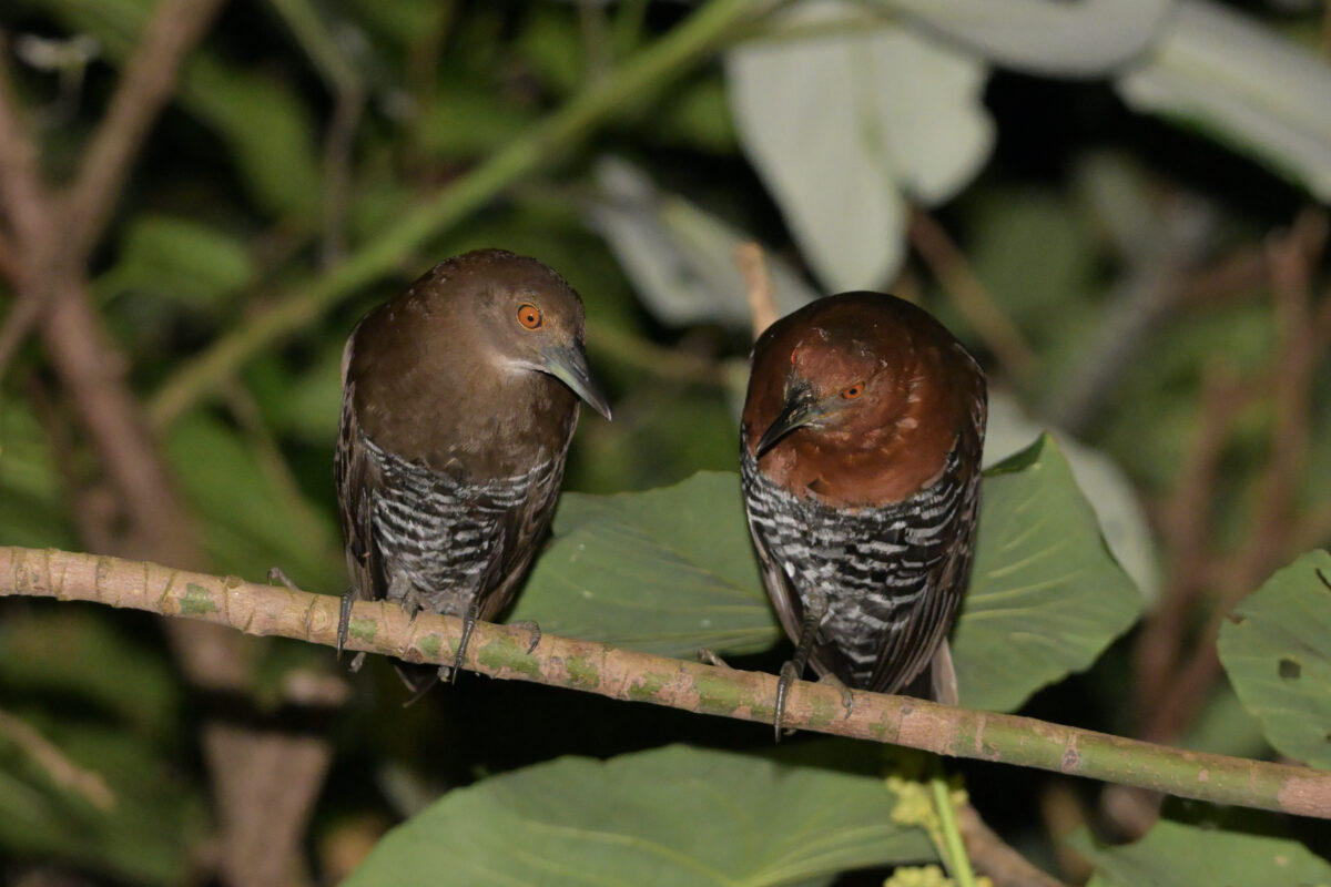 オオクイナ
オオクイナのペア
オオクイナ♂
オオクイナ雄
オオクイナ雌
オオクイナ♀
西表島
住吉集落