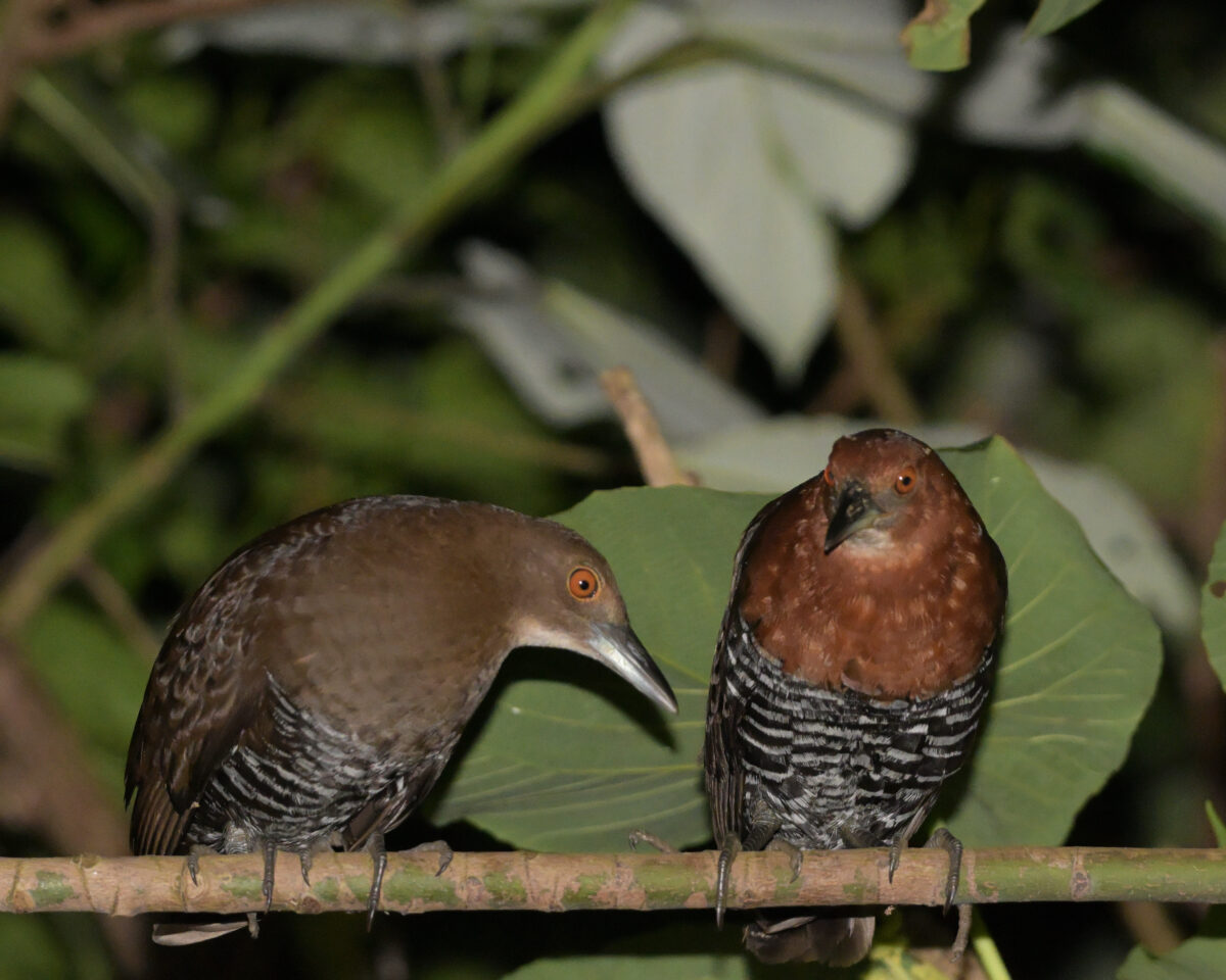 オオクイナ
オオクイナのペア
オオクイナ♂
オオクイナ雄
オオクイナ雌
オオクイナ♀
西表島
住吉集落