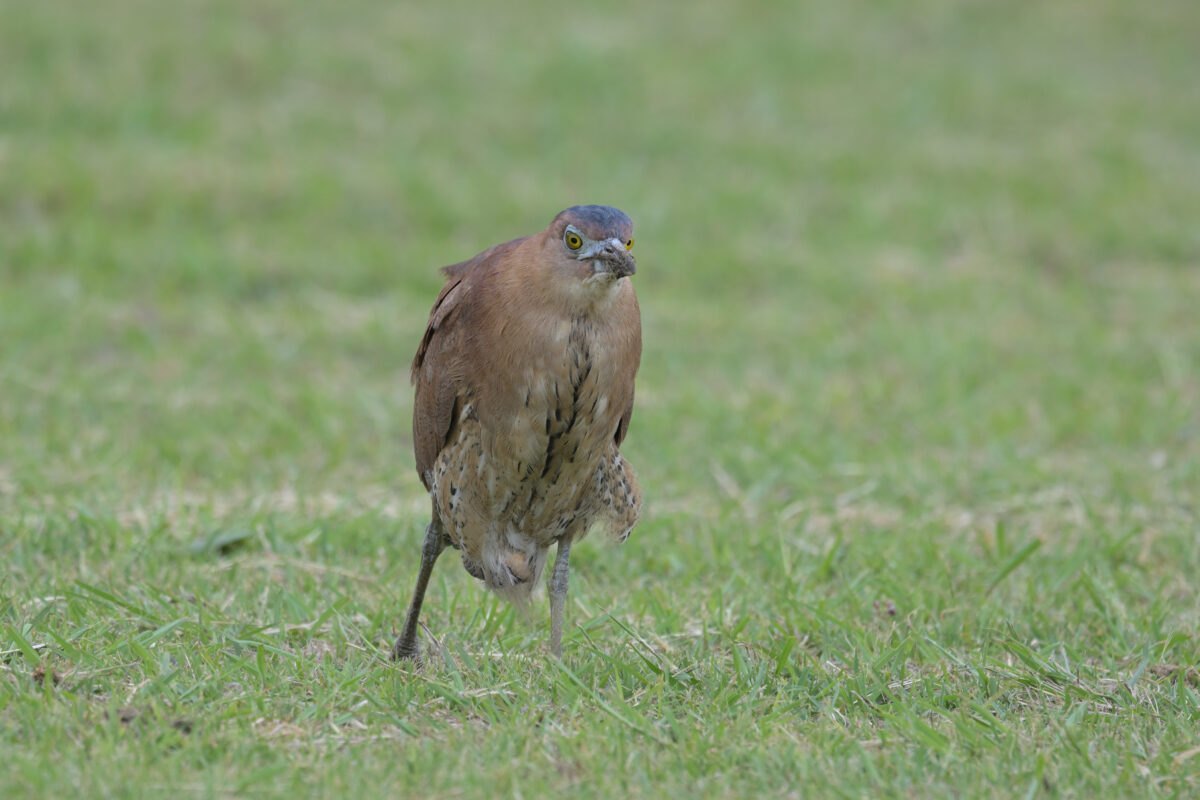 ズグロミゾゴイ
西表島
豊原公民館前