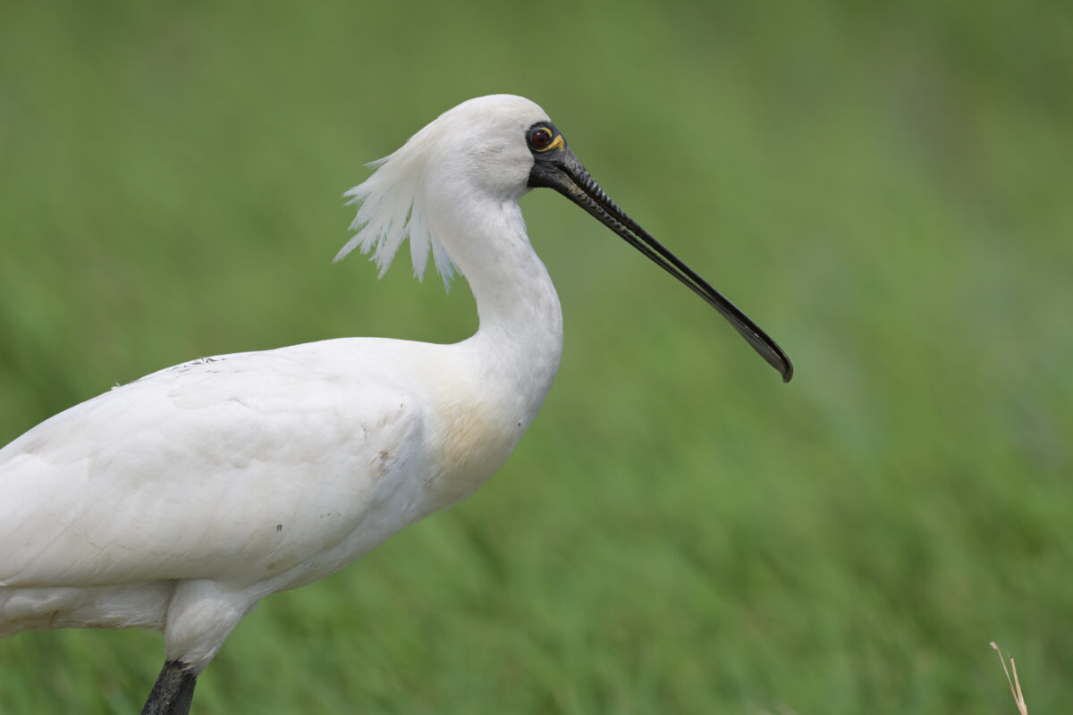 クロツラヘラサギ
クロツラヘラサギ夏羽
クロツラヘラサギ換羽中
西表島
美原の田んぼ