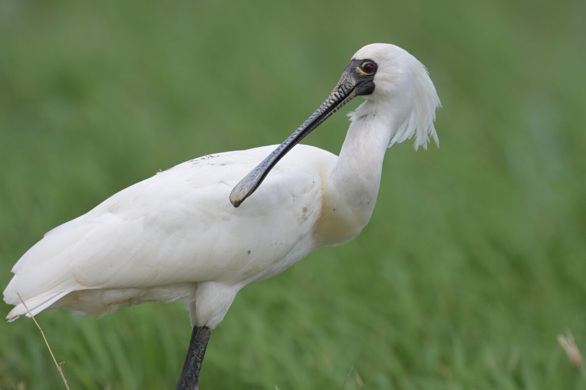 クロツラヘラサギ
クロツラヘラサギ夏羽
クロツラヘラサギ換羽中
西表島
美原の田んぼ