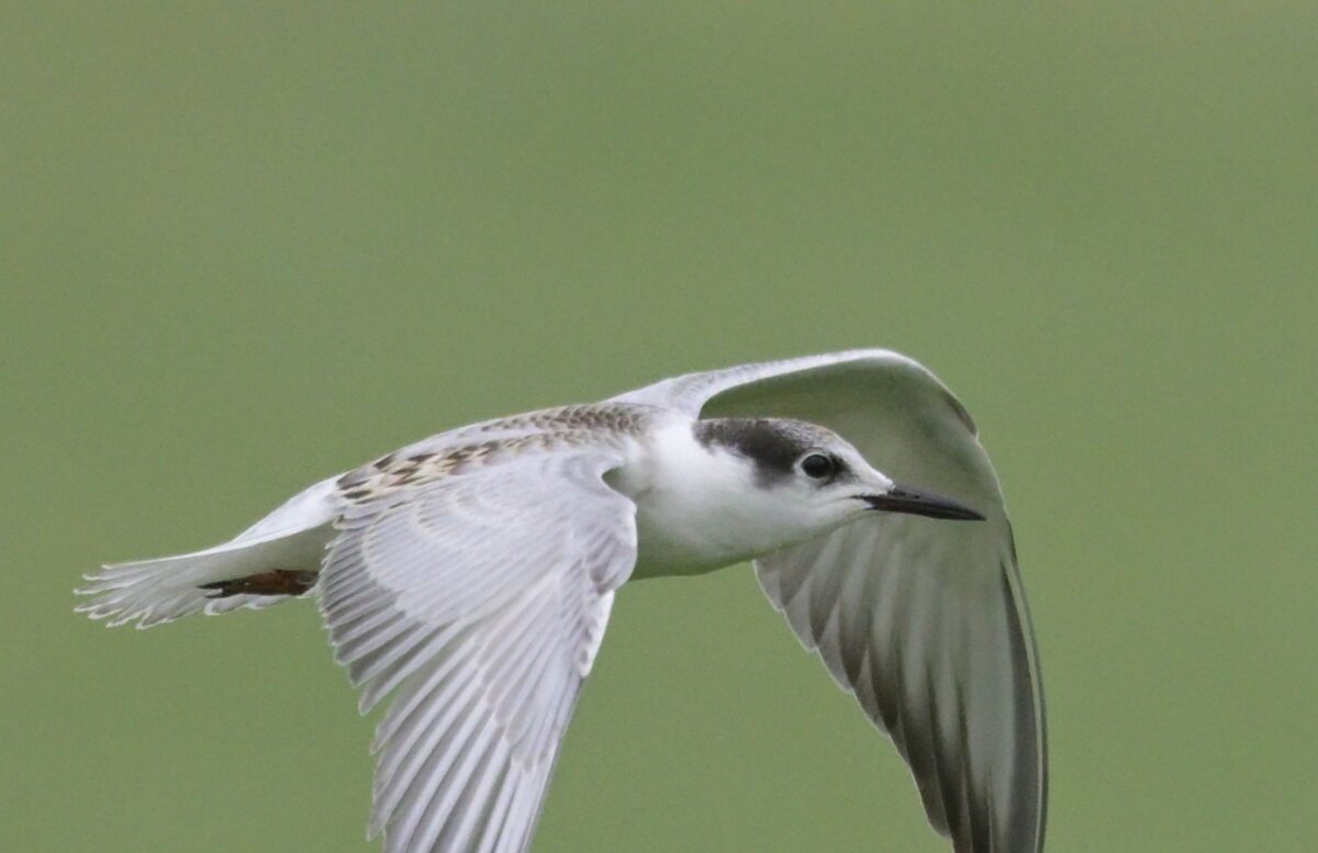 クロハラアジサシ幼鳥
クロハラアジサシ
クロハラアジサシ若鳥
西表島
オオホラダ