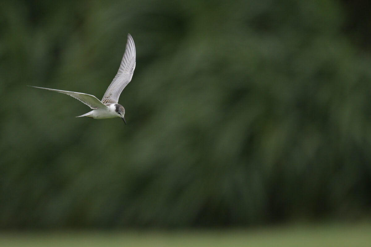 クロハラアジサシ
クロハラアジサシ若鳥
クロハラアジサシ幼鳥
西表島
オオホラダ