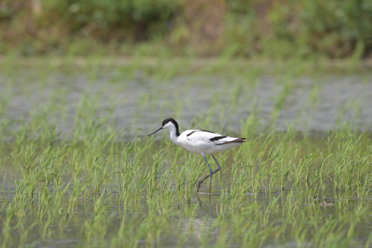 ソリハシセイタカシギ
美原の田んぼ
西表島