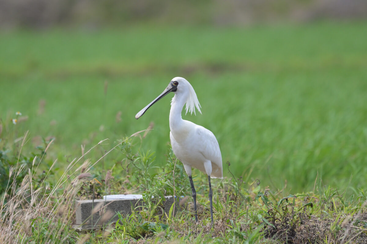 クロツラヘラサギ
クロツラヘラサギ夏羽
クロツラヘラサギ換羽中
西表島
美原の田んぼ