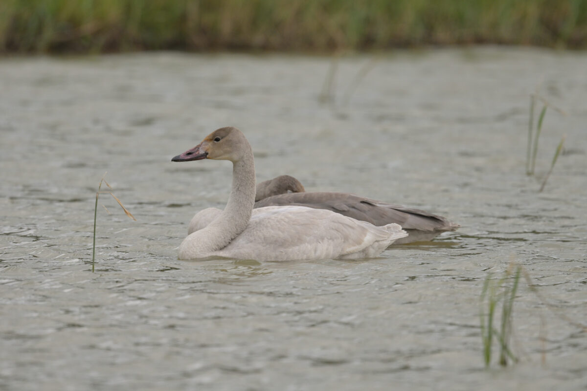 コハクチョウ
コハクチョウ幼鳥
西表島
ミダラの田んぼ