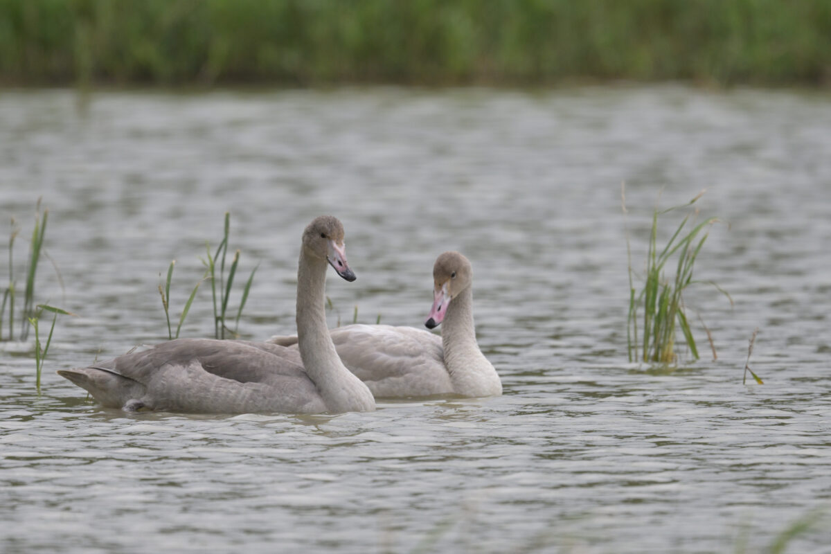 コハクチョウ
コハクチョウ幼鳥
西表島
ミダラの田んぼ