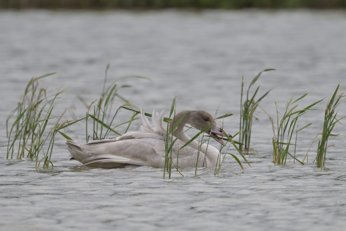 コハクチョウ
コハクチョウ幼鳥
西表島
ミダラの田んぼ