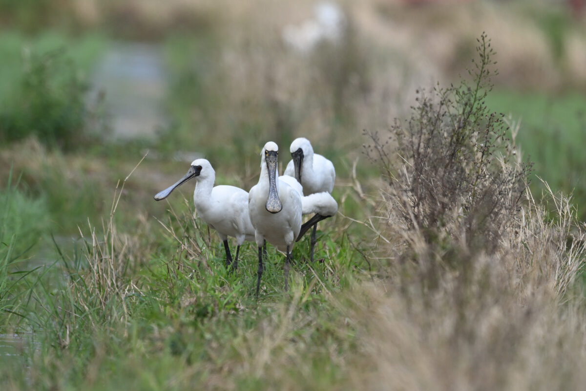 クロツラヘラサギ
クロツラヘラサギ夏羽
クロツラヘラサギ換羽中
西表島
美原の田んぼ