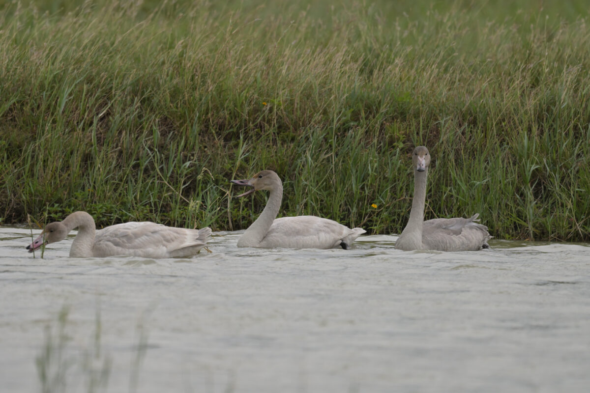 コハクチョウ
コハクチョウ幼鳥
西表島
ミダラの田んぼ