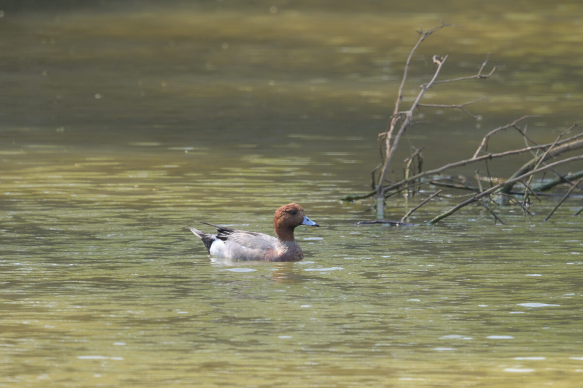 ホシハジロ
佐久田
西表島